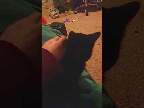 Loki