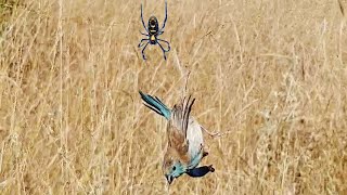 Bird Gets Stuck in Spider's Web