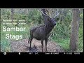 Sambar stags visit trail camera in victorian high country