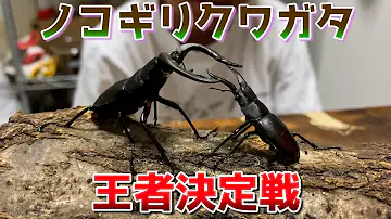 クワガタ勝負