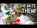 TRAGEDY!! WHILE PUTTING MONSTER FISH IN WITH MY ALLIGATOR SNAPPING TURTLE!! | BRIAN BARCZYK