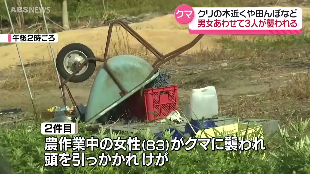Three bear attacks in a row: Three men and women injured - YouTube