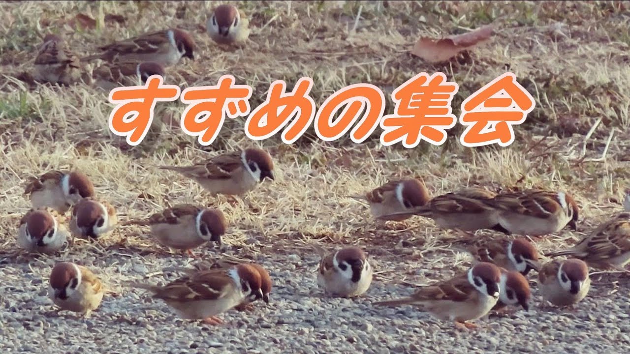 雀 の 大群