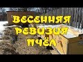 ВЕСЕННЯЯ РЕВИЗИЯ ПЧЁЛ В УЛЬЯХ-ЛЕЖАКАХ С СПЛОШНЫМ И ОТКРЫТЫМ ДНОМ