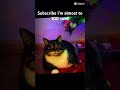 Subscribe #fypシ #cat #Cats #edit #subscribe #fypシ゚viral #love