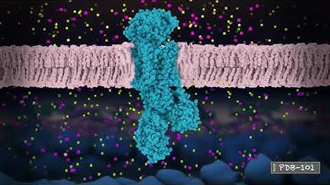 Neuronal Signaling and Sodium-Potassium Pump (from PDB-101)