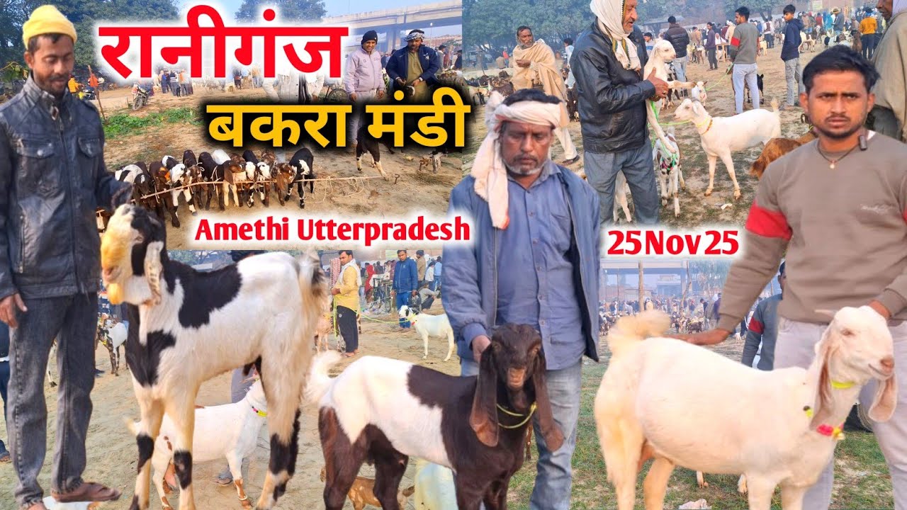 रानीगंज बकरा मंडी आज की मंडी का रेट |25 Nov 25 |Raniganj Bakra Mandi Amethi Live Update 