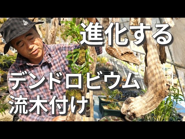 デンドロビウム】進化する流木付け(宮崎県) - YouTube