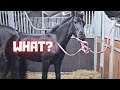 What are you doing Wûnder? Clip, cut, Nintendo, jump, tall, joker, scratch | Friesian Horses