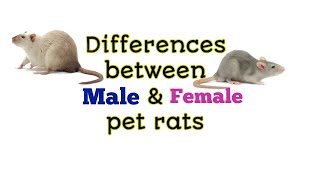 Should you buy male or female rats  Ratdubly