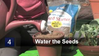 How to Grow Broccoli Sprouts
