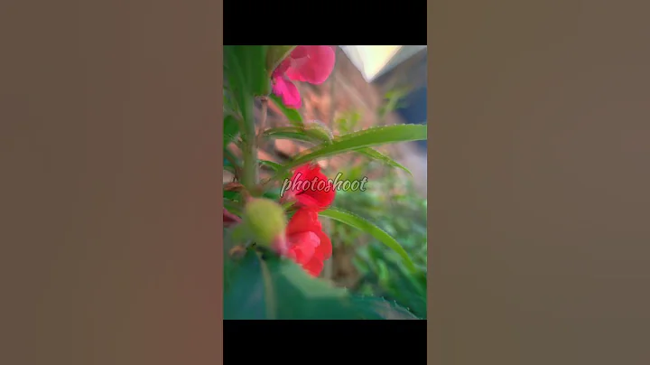 Chasing sunsets and memories #SunsetVibes #flowers