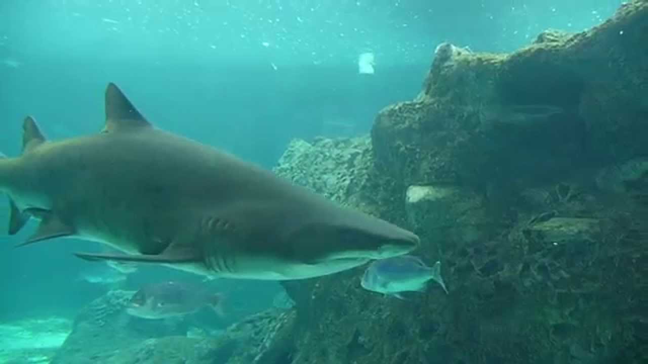 "Cretquarium" sea animals, Sharks and Large fish Crete. - YouTube
