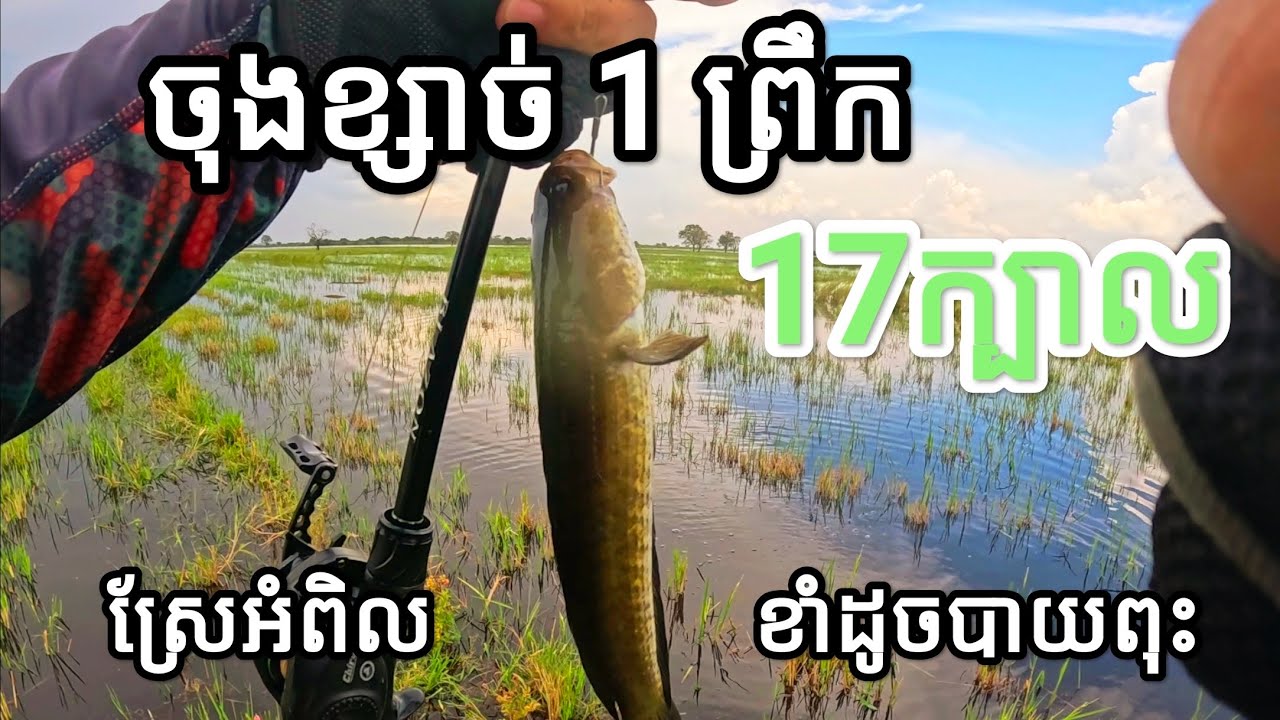 ខាំគ្រប់ខ្សែ ត្រីដើមទឹកចុងខ្សាច់ ស្រែអំពិល! #fishingincambodia2025 #fishing #បបក់ត្រីស្រែ2025 