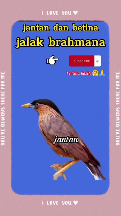 perbedaan fisik jantan dan betina jalak brahmana
