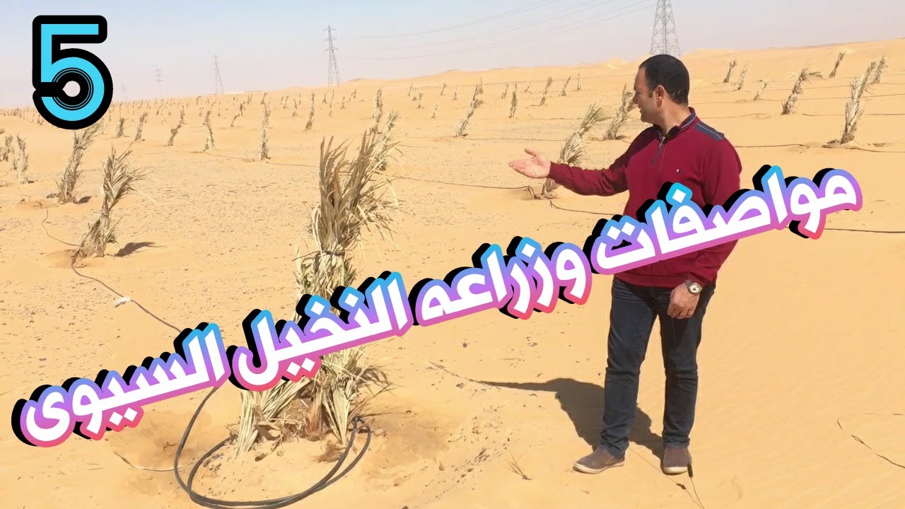 مواصفات وزراعه واسعارالنخيل السيوى