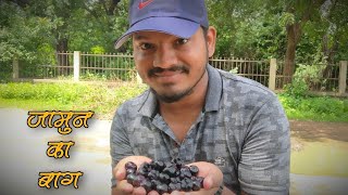 मेरे गाव का जामुन का बाग | Jamun Park in my village | Asj Vlogs