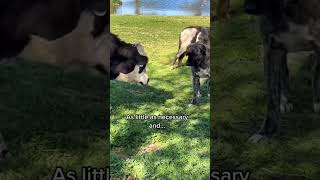 Livestock guardian dog Lily is a master at correcting in the perfect way. Stock or other farm dogs
