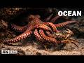EXPLORING THE OCEAN | The predators hidden in the depths of the ocean | Nature Animal Documentary