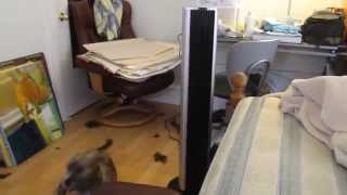 Bionaire Tower Fan Review