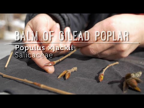 Meet BALM OF GILEAD: Tree Bud Medicine Extraordinaire (Video Lesson)