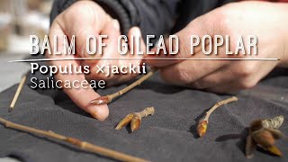 Meet BALM OF GILEAD: Tree Bud Medicine Extraordinaire (Video Lesson)