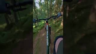 Flying Through Beautiful Norwegian Forests