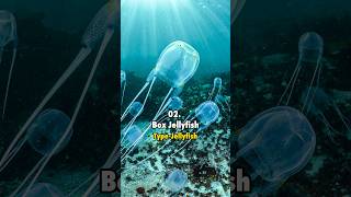 Top 10 Most Venomous Animals In The World 2024