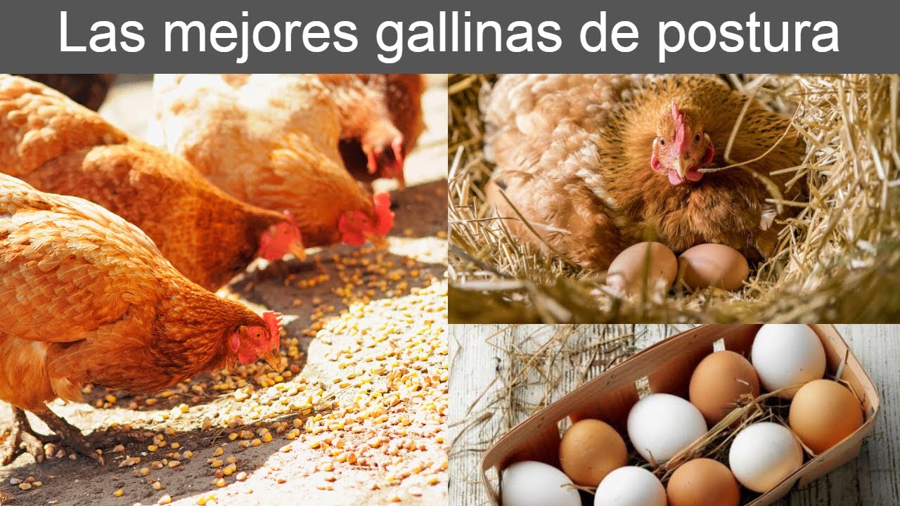 Las Mejores Razas De Gallinas De Postura ( Empieza Tu Negocio ) - Luis