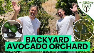 Backyard Avocado Orchard |  TOP 10 Varieties feat. Gerardo Tejeda