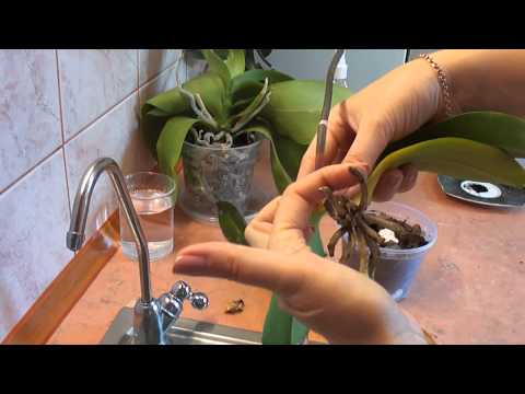 Video: Kuidas Pikendada Orhidee õitsemist?