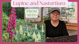 How to start Lupine and Nasturtium from seed! 🌼 perennial seed starting / PNW gardening tips