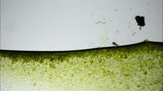 Bubble algae