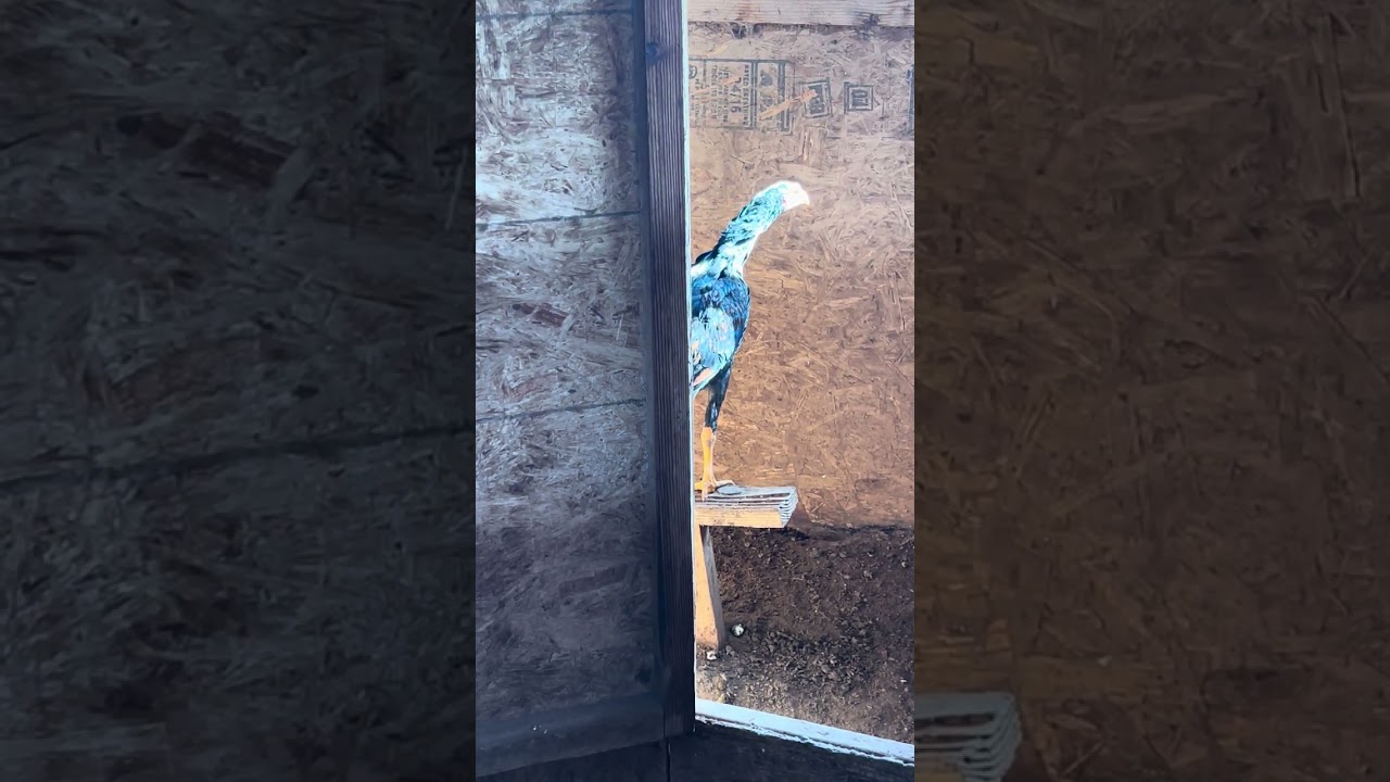 Qaib king Kong line still running strong n  ace ej line..srry make yall cry n mad lol 😂 