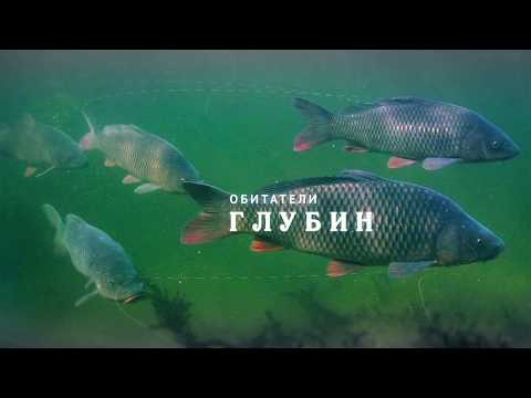 Video: Kakšna Riba V Volgi