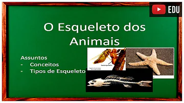 Como é a estrutura dos esqueletos dos insetos?