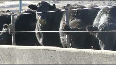 Angus VNR: On-Target Tech, Tools and Cattle