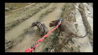 Dogs play in the Mud