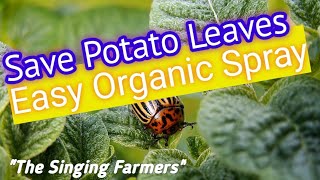 What is Eating my Potato Plant Leaves? Potato Beetle Spray Control (Even Organic Kills Easy!)