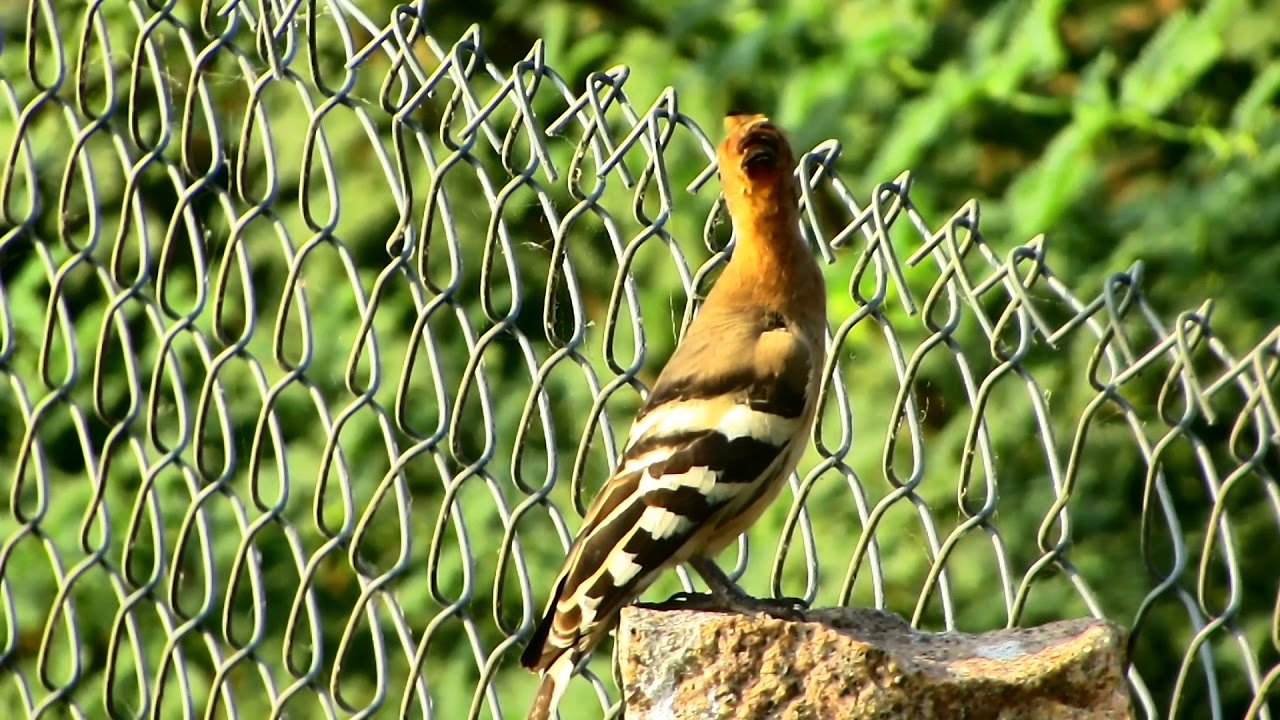 Hoopoe bird YouTube