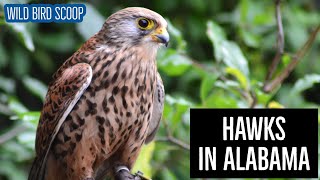 Hawks In Alabama: 7 Commonly Spotted Birds Of Prey