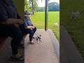 9244. Drop stay front handler distraction Nala dog trotting by treats rain Esplanade 15 June 2026 MM
