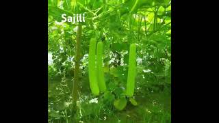 Sajili new hybrid Syngenta bottle gourd