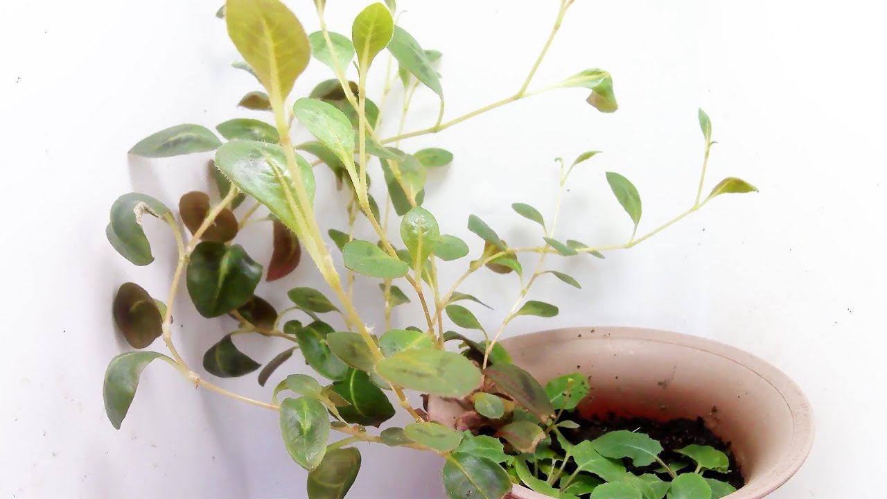 【姫蔓蕎麦】ヒメツルソバの成長 / Growing Persicaria capitata (Timelapse)