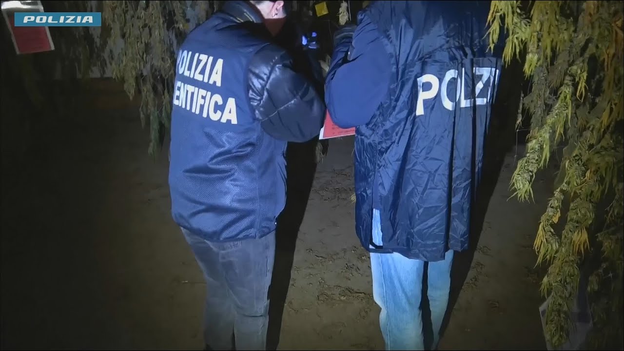 Verona, individuata una piantagione con oltre mille piante di cannabis, un arresto