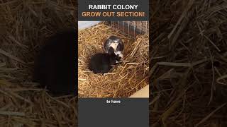 Rabbit Colony Grow Out Habitat Complete - Happy Bunnies!