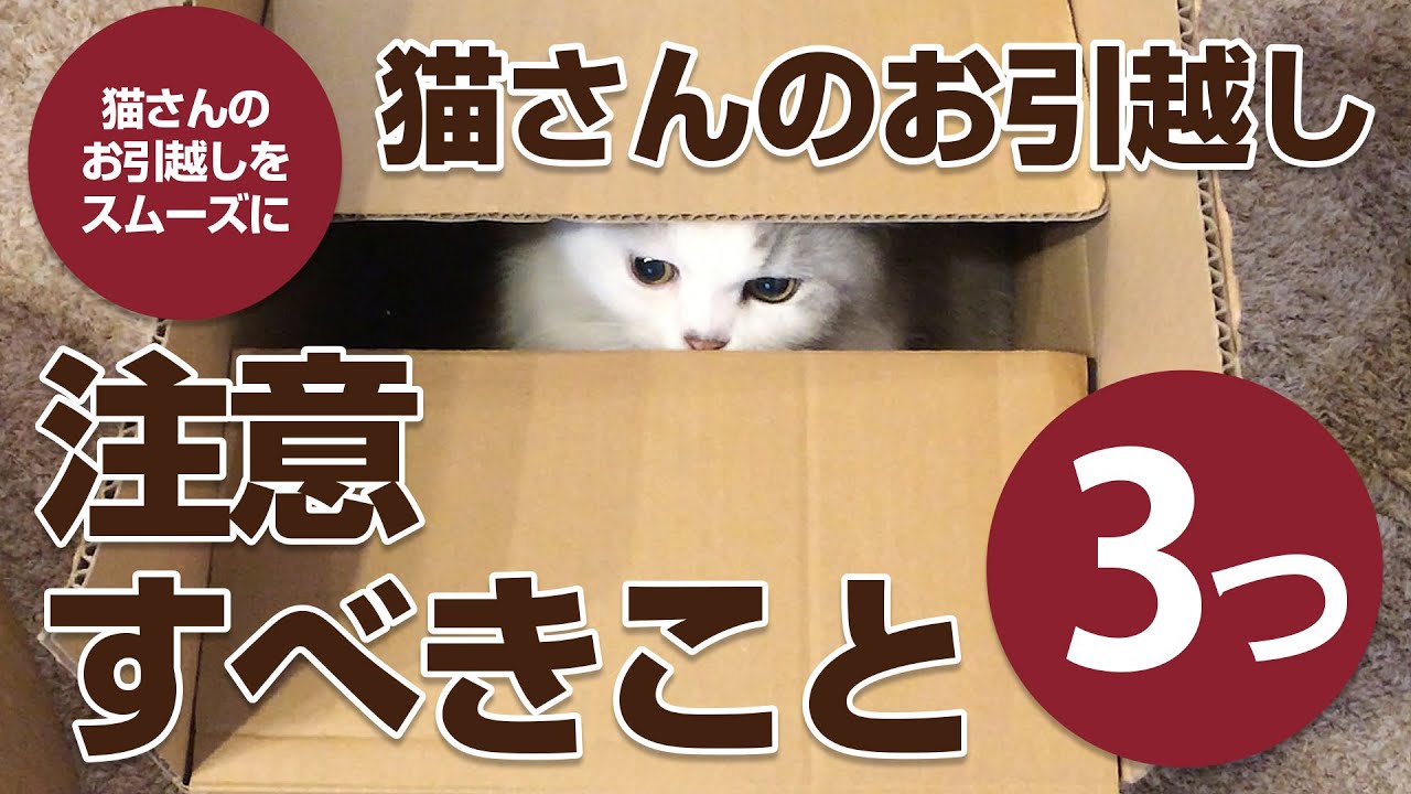 猫さんの引っ越しで注意すべきこと3つ」しあわせ猫暮らし・福猫本舗 