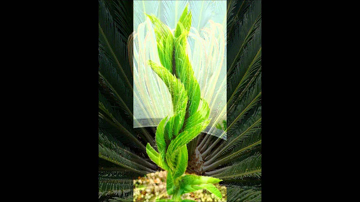 Cycad Rites of Spring and Summer: New Leaves Emerg...