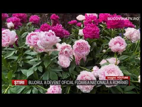 Bujorul a devenit oficial Floarea Nationala a Romaniei