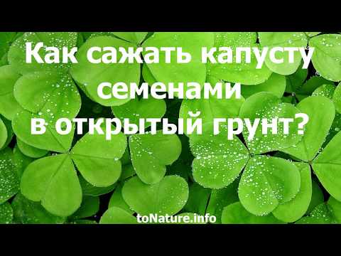 Вопрос: Можно сажать капусту семечками в открытый грунт?